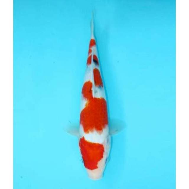 SANKE TATEGOI 27 CM