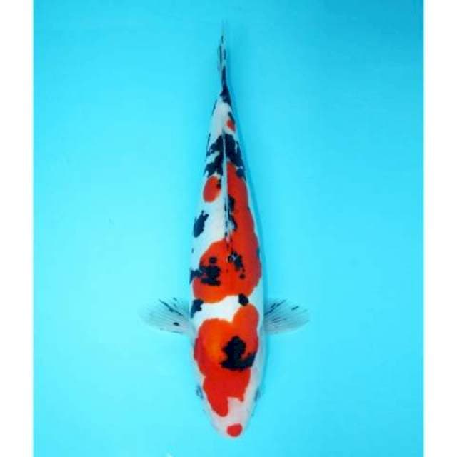 SANKE DOIT KUCHIBENI 34 CM