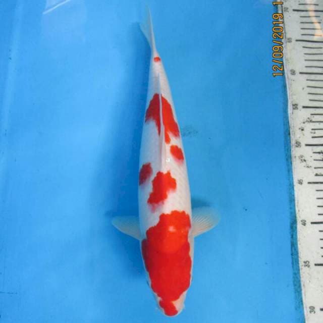 Subaki37cm
