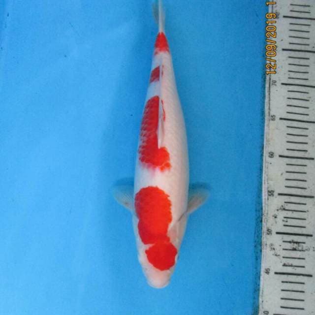 Subaki35up
