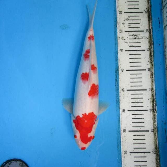 Subaki37cm