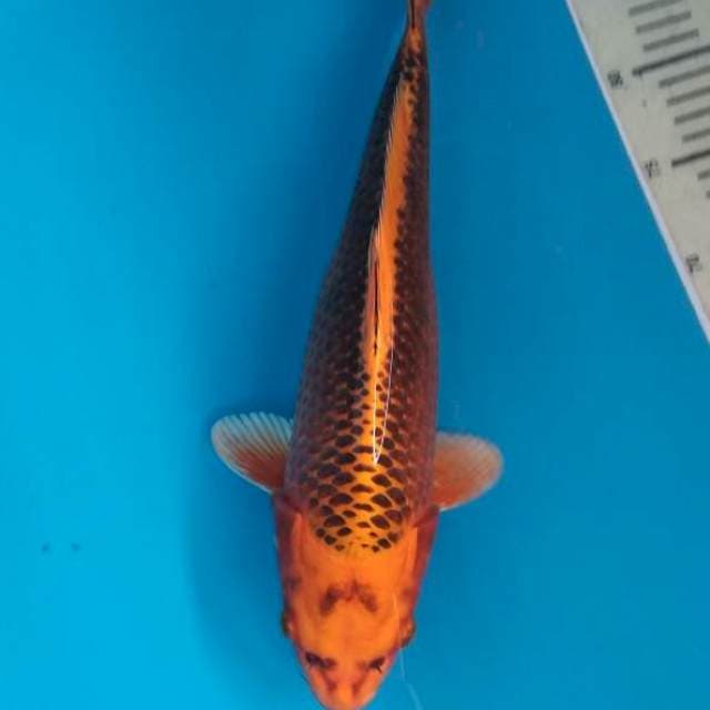 KIN matsuba