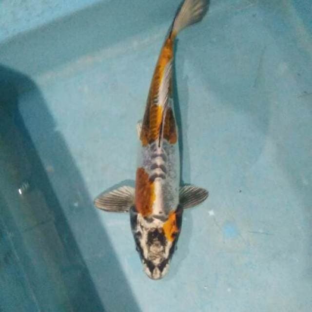 kikokuryu 25cm