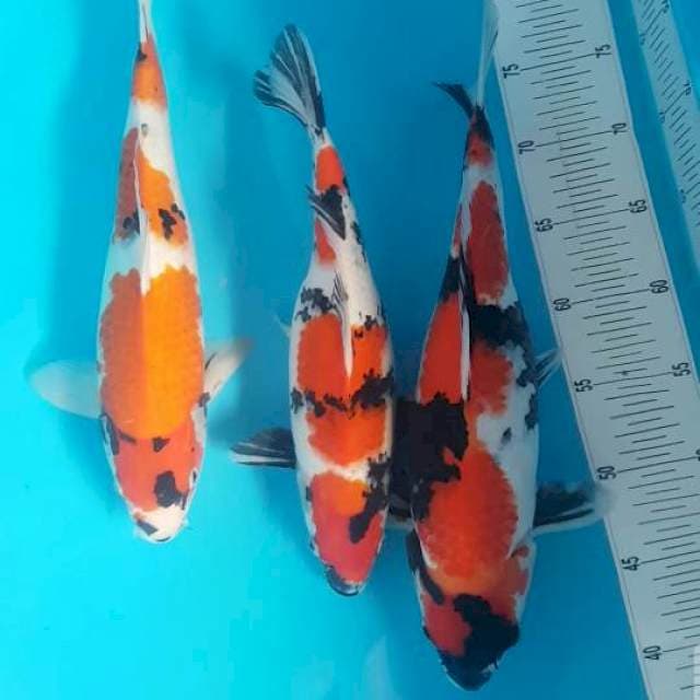 3 SHOWA 33-38 CM