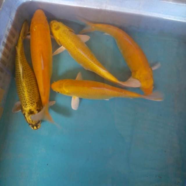 Campur5ekor22-25cm