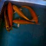 Campur5ekor22-25cm