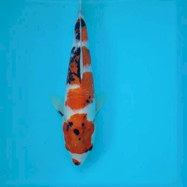 SHOWA 31 CM