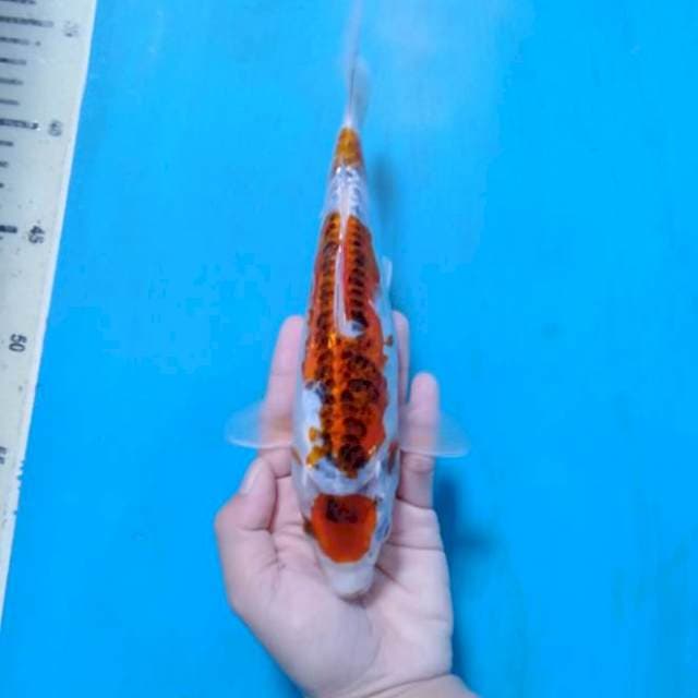 Maruten Beni Kikokuryu 22 cm