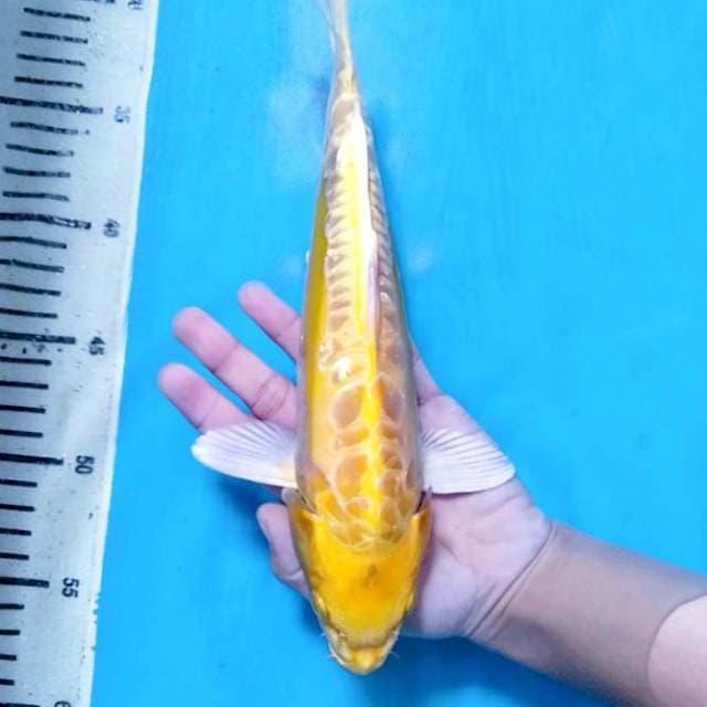 Yellow Yamabuki Aragoke 28 cm