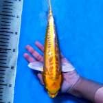 Yellow Yamabuki Aragoke 28 cm