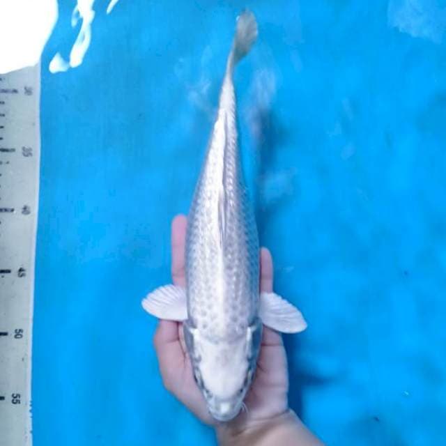 Gin Matsuba Ginrin 28 cm