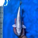 Gin Matsuba Ginrin 28 cm
