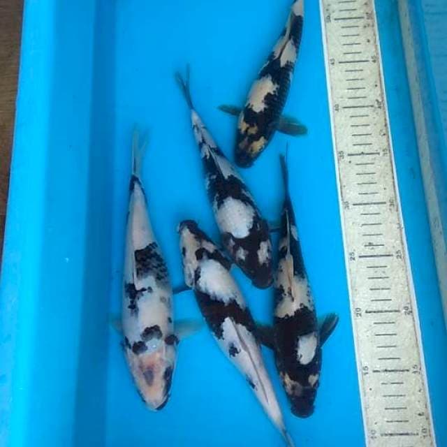 Shiro 5ekor 23cm