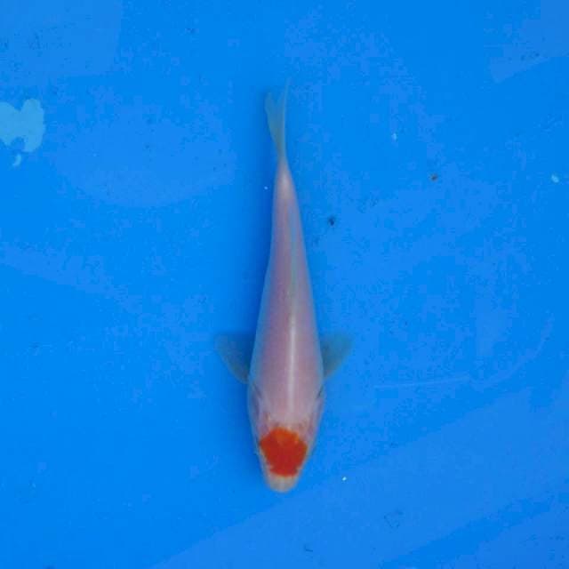 Tancho Kohaku Ori F1