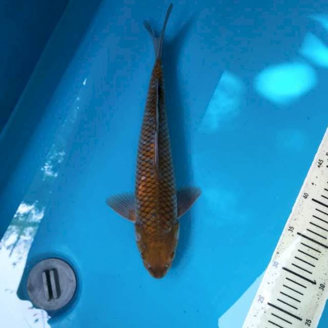 Chagoi 35cm Male