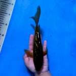Ajaib Mata Berkedip Chagoi Kumpay hijau 24 cm