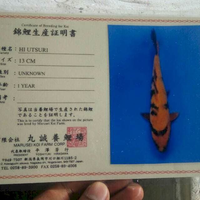 Hiu marusei