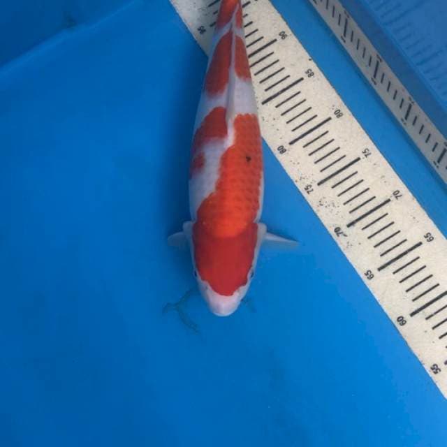 Kohaku