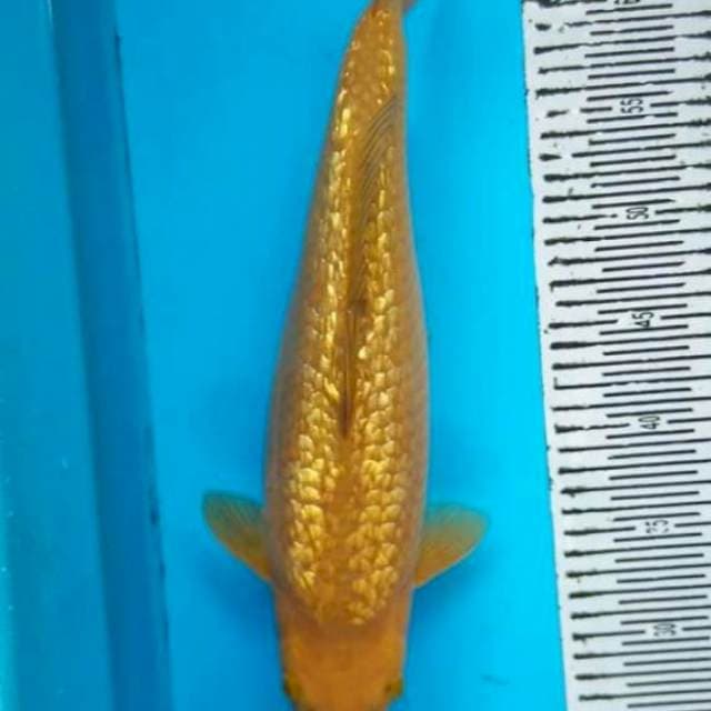 **Krashi 36cm**