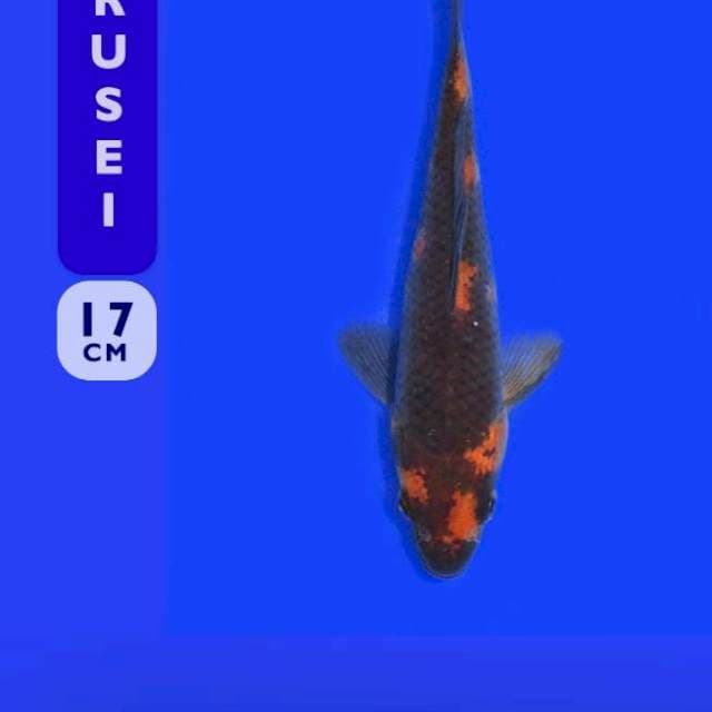Hi Utsuri 17cm (Marusei). Import dan Sertifikat