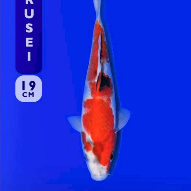 Showa 19cm (Marusei). Import dan Sertifikat