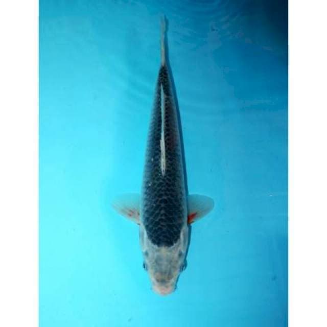 ASAGI 34 CM