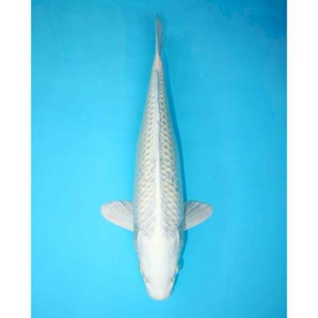 PLATINUM 31 CM