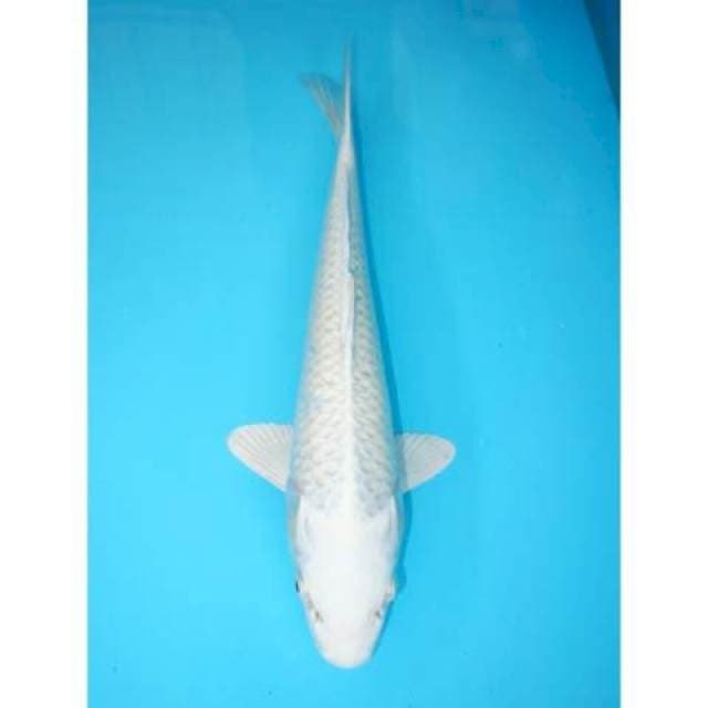 PLATINUM 33 CM