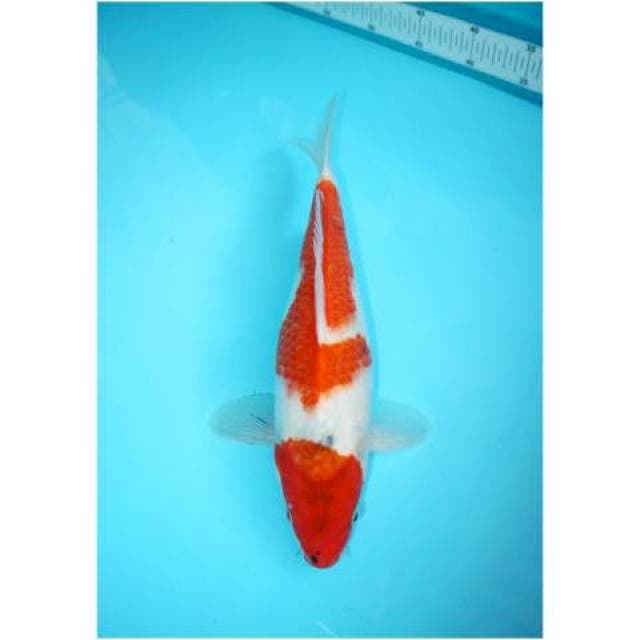 TATEGOI SHOWA 35 CM