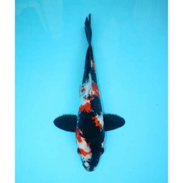 GINRIN SHOWA 31 CM