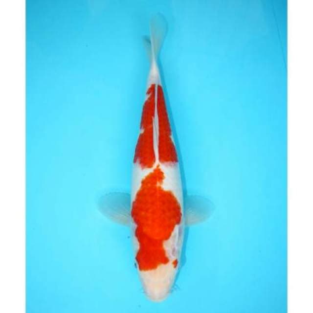 KOHAKU 30 CM