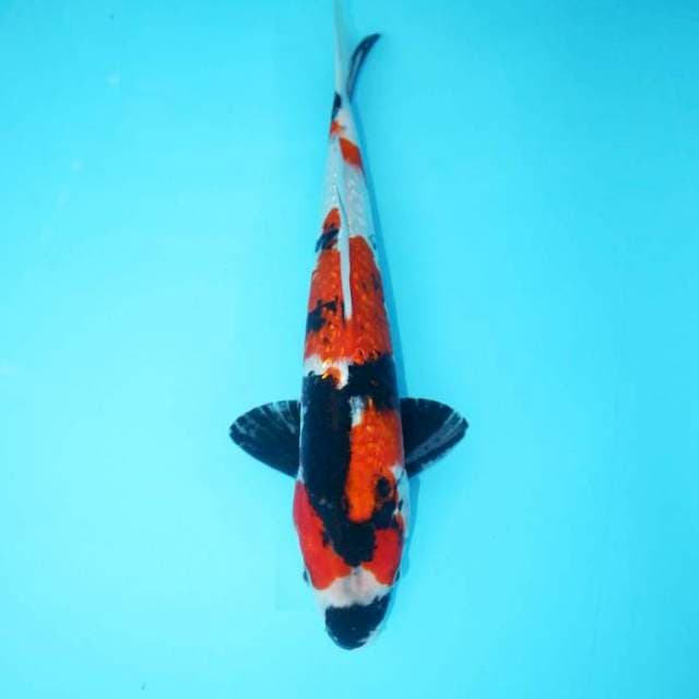 SHOWA GINRIN 31 CM