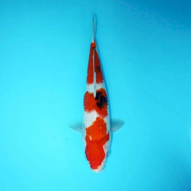 TATEGOI SANKE 29 CM
