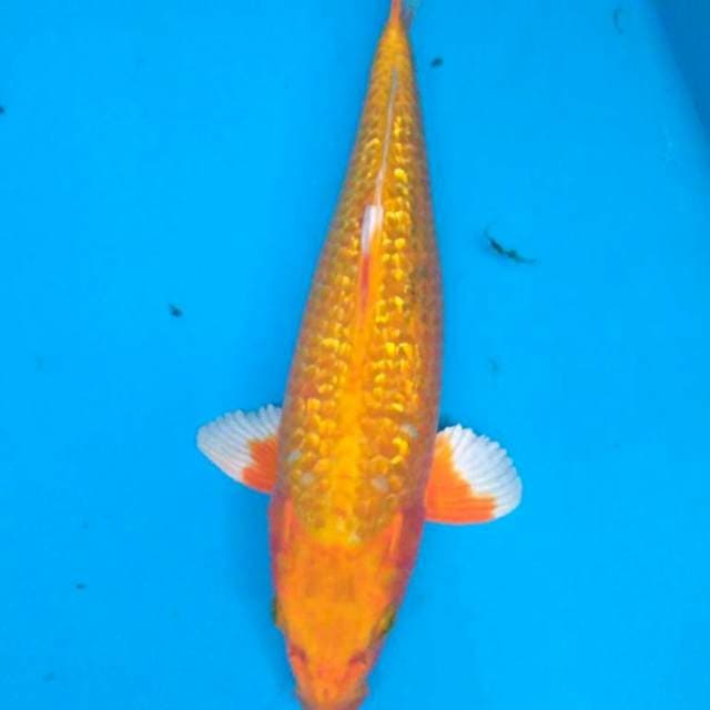 GINRIN YAMABUKI OGON 34 cm