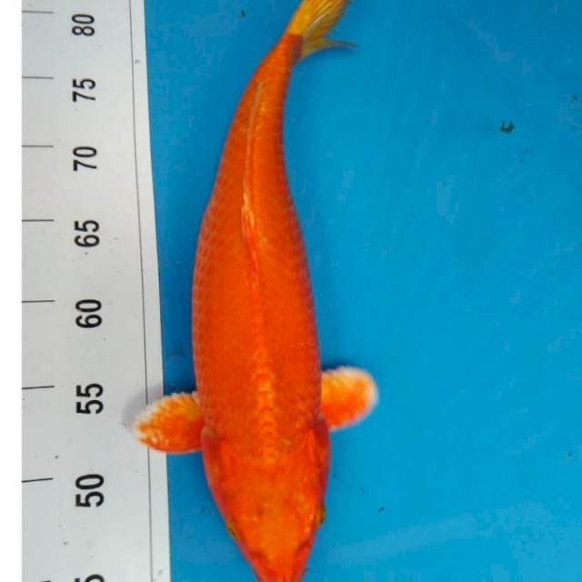 JuMBO ORENJI OGON 39 cm