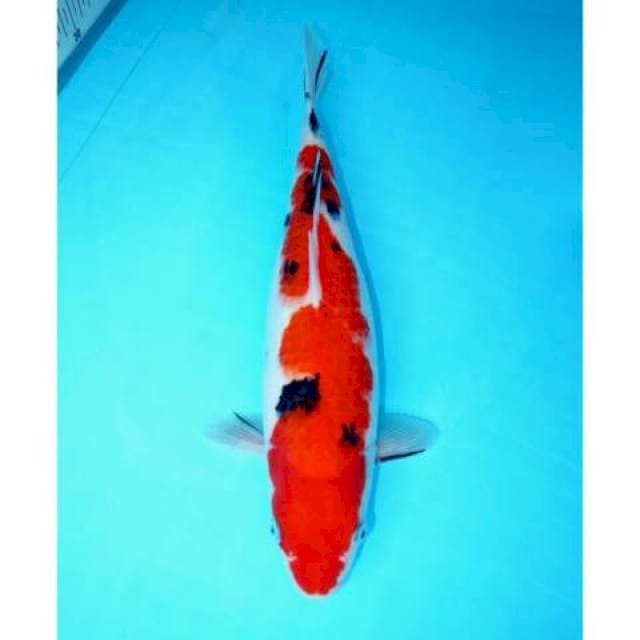 SANKE 34 CM