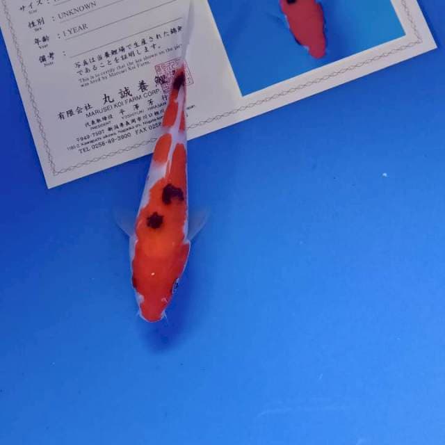 Sanke 15cm import serti marusei