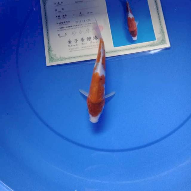 Goromo import kaneko serti