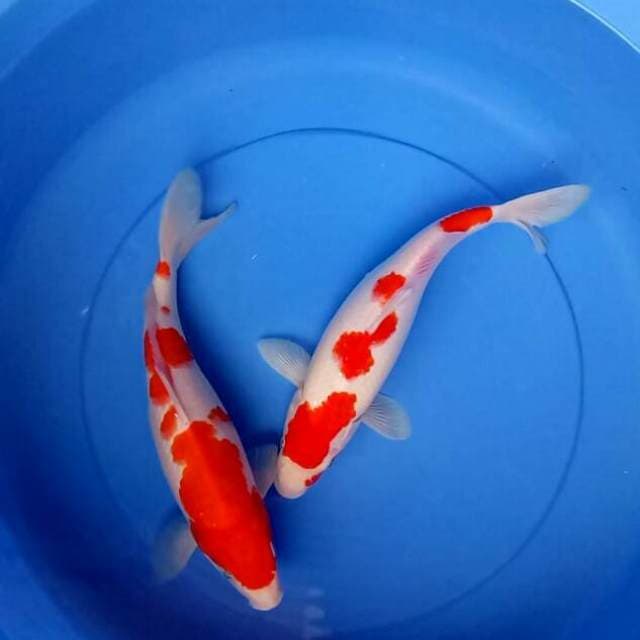 MIX 2 EKOR HQ.KOHAKU