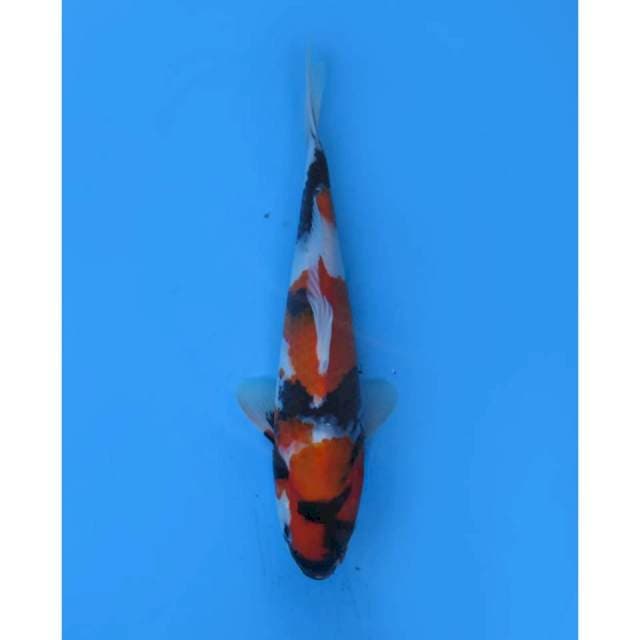 Showa Quality Sandan , Male - 27cm