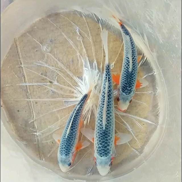 asagi 3ekor 22-26cm