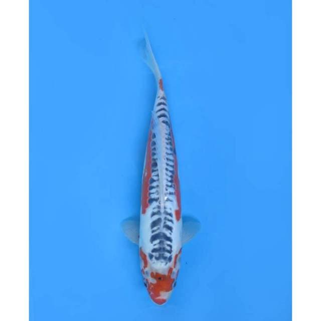 Hanna Shusui , Male - 37cm