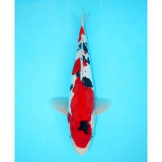 DOITSU MURNI MALE STRONG RED 31 CM