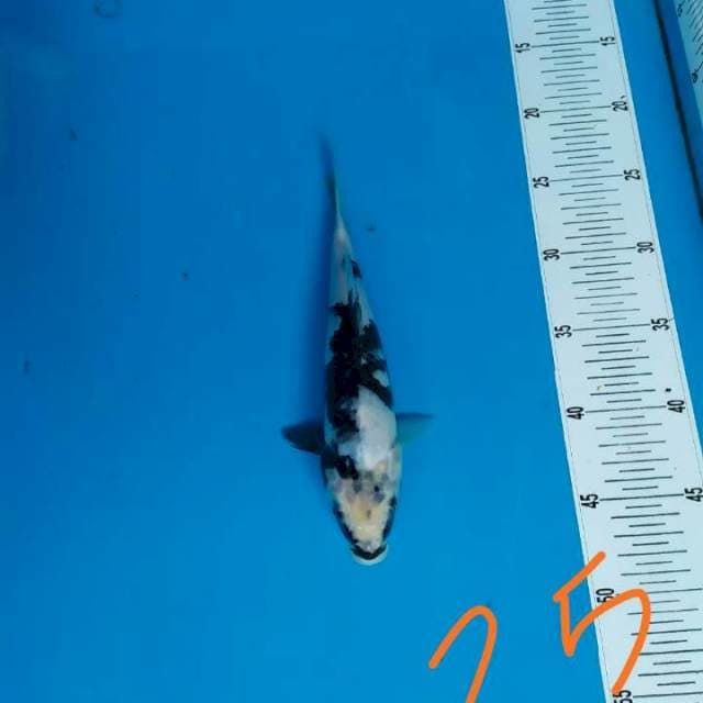 Shiro sederhana 25cm