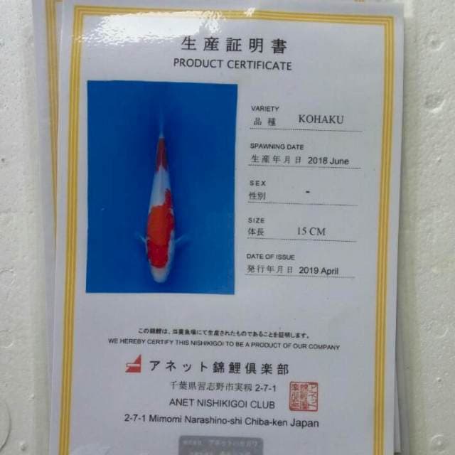 Kohaku serti anetto