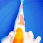 kohaku 3 step