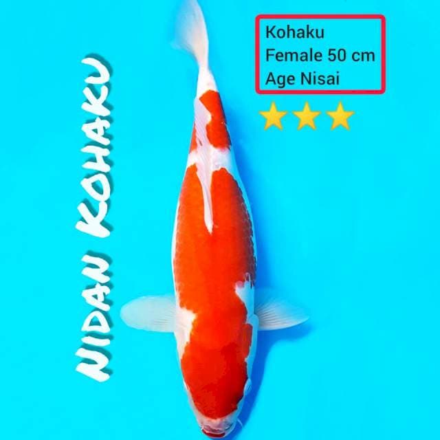 Calon indukan..50 cm