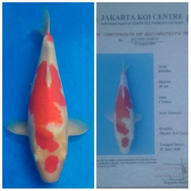 Okawa Kohaku