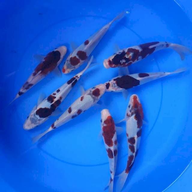 paket budo goromo 25bu  8 ekor