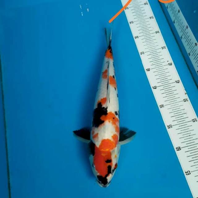 Showa ready for show 38cm